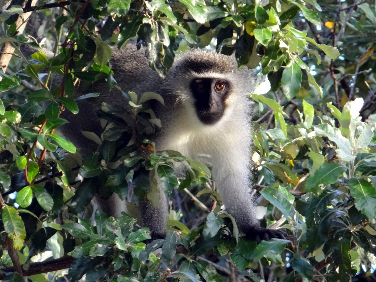 vervet monkey in a tree