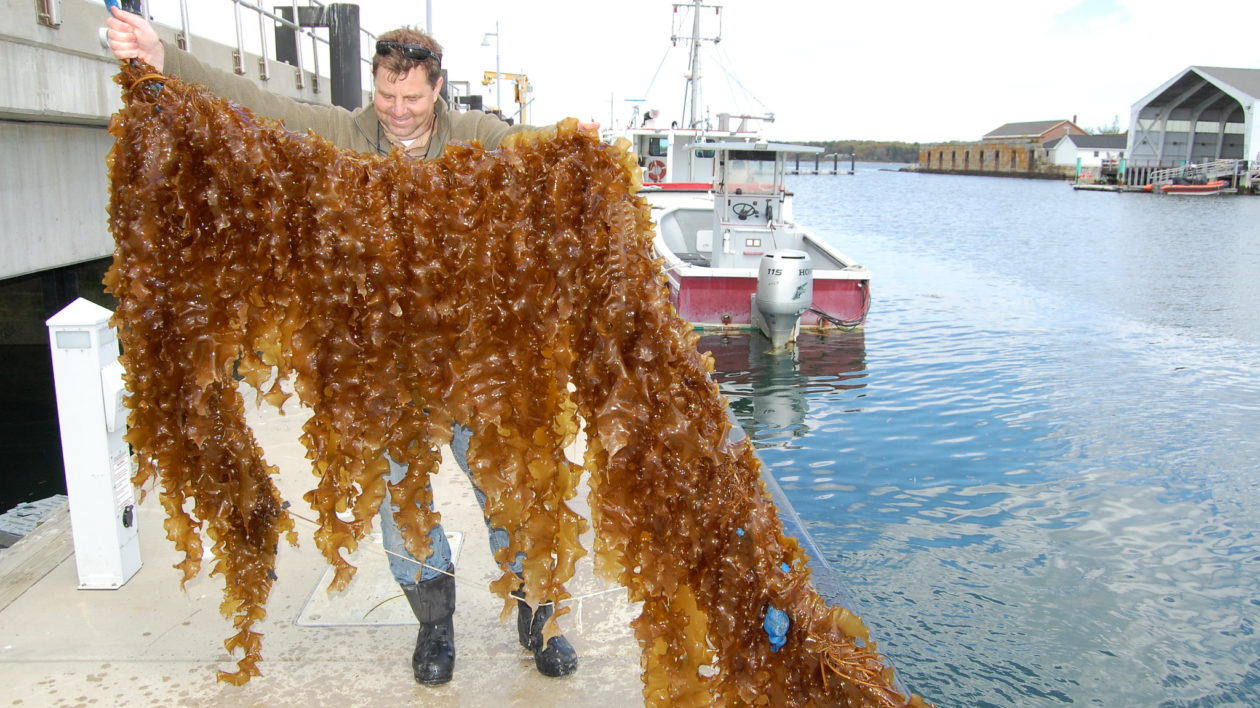 man holding rope with kelp on it
