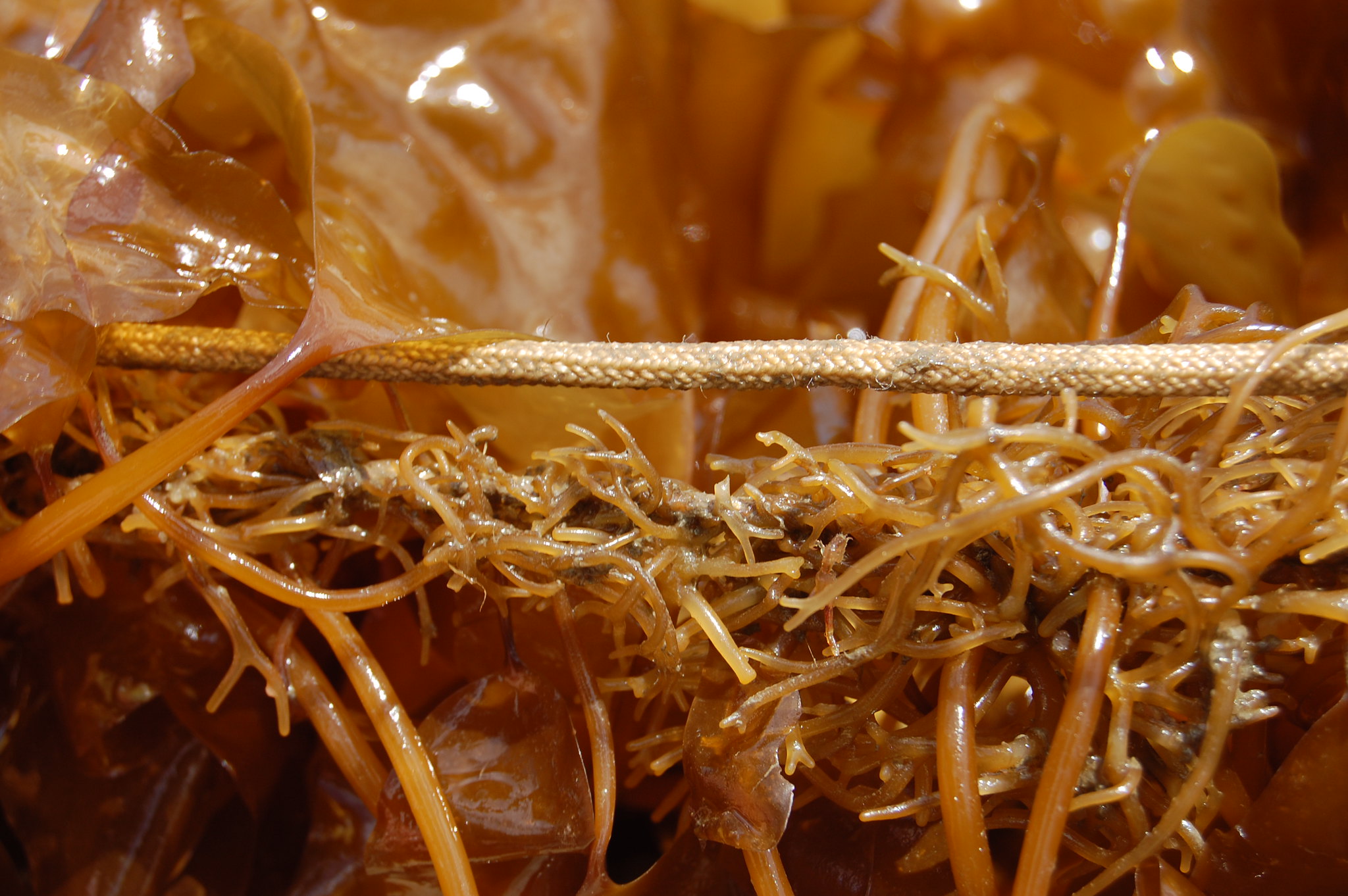 close up of a role and brown seaweed