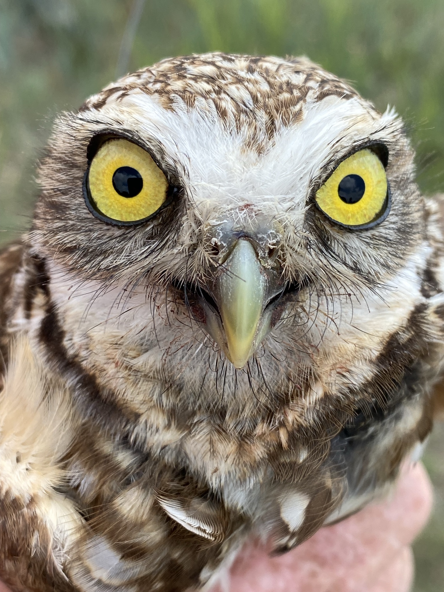 Burrowing Owls Face an Uncertain Future