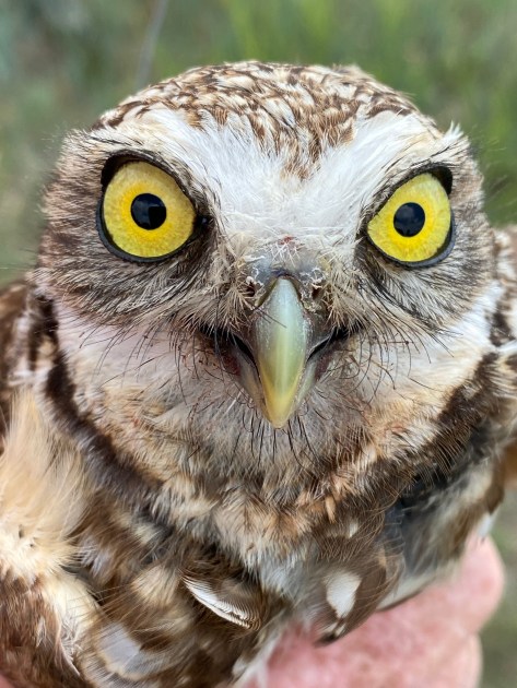 owl eyes close up to camera
