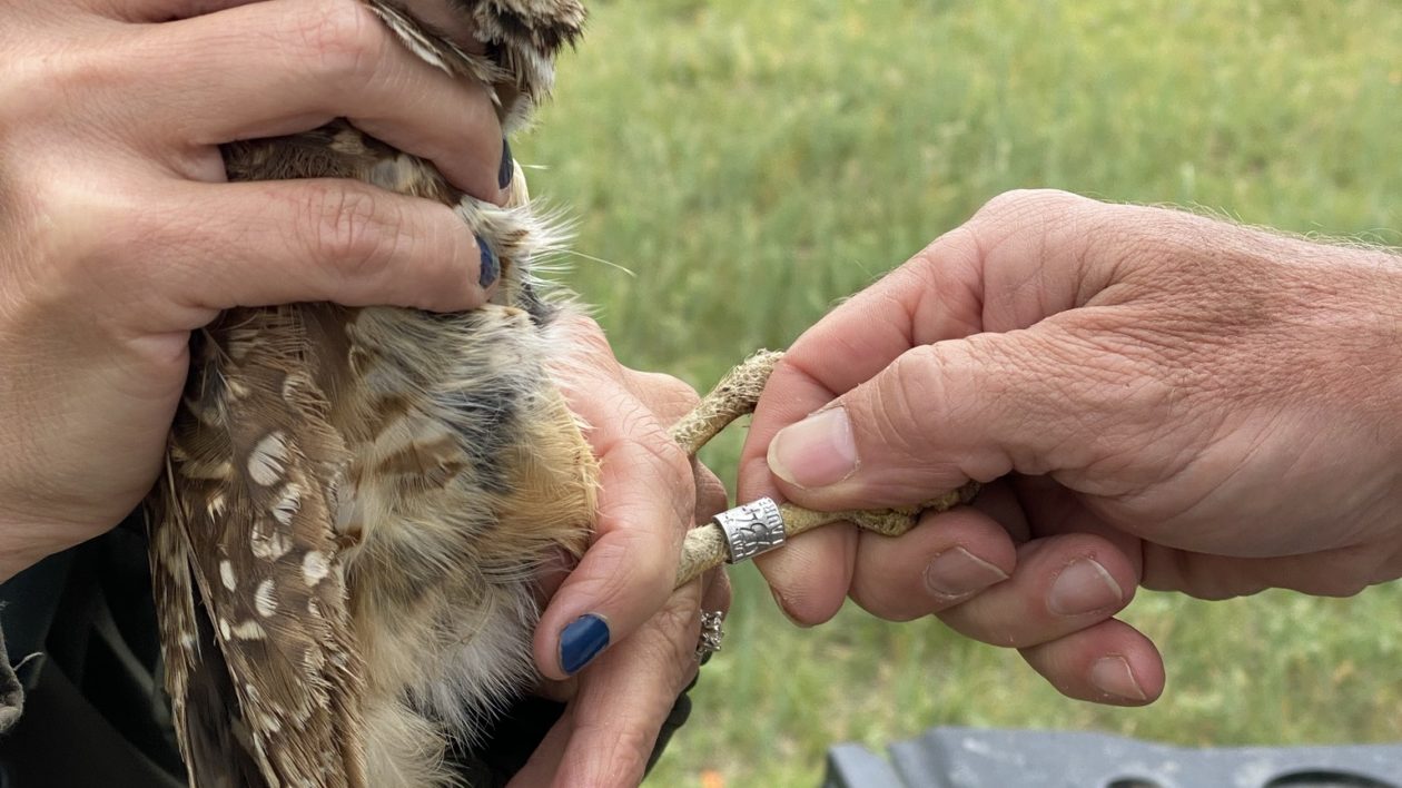 hand holding a burrowing owl