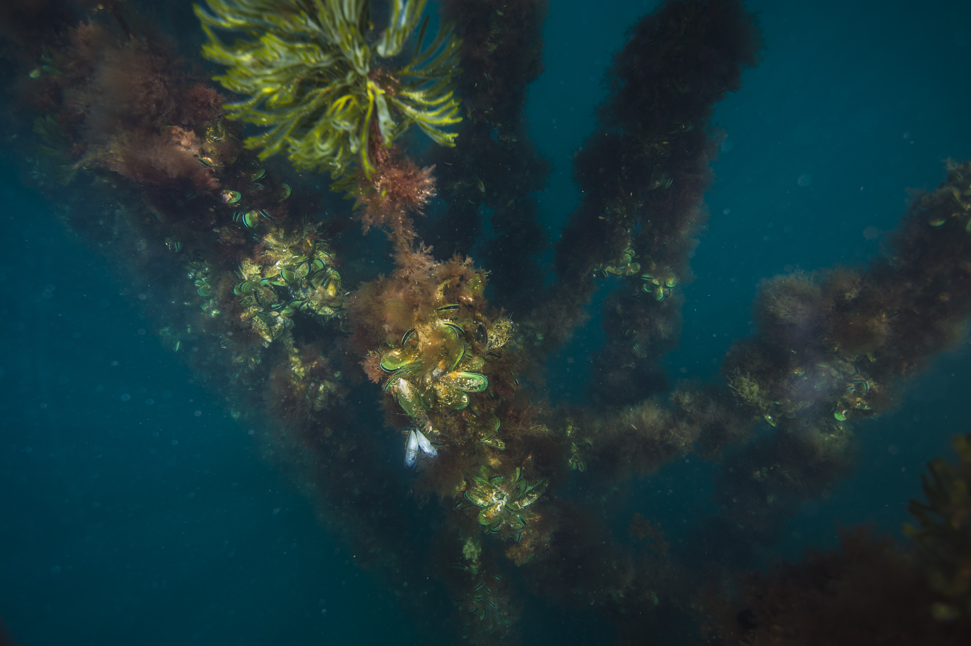 Can Kelp Help Mussel Farms Thrive?