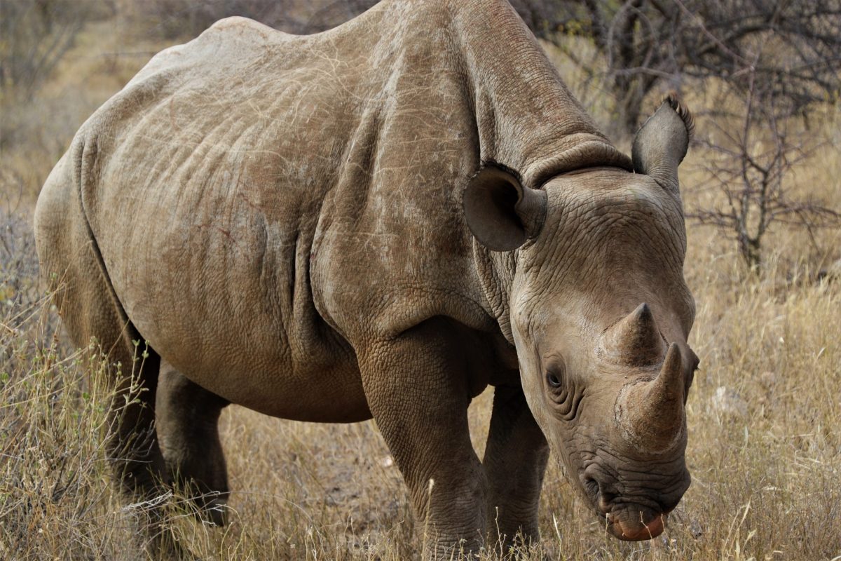 black rhinoceros
