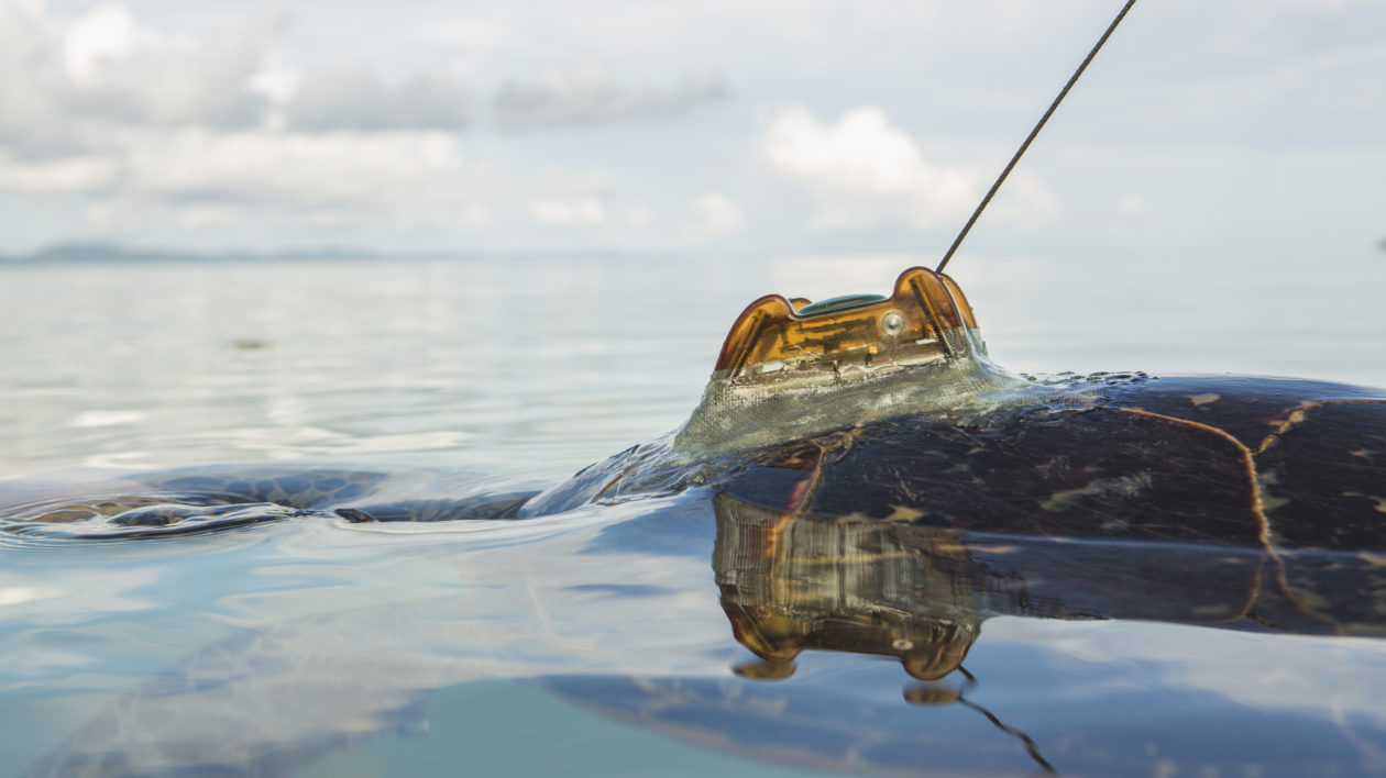 back of a turtle shell with a satellite tag sticking above the surface