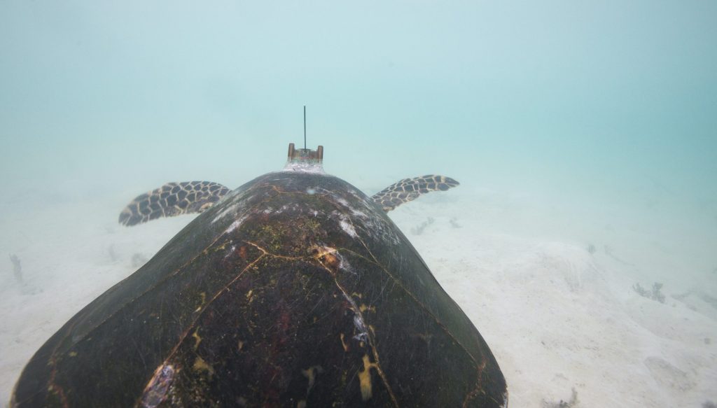 turtle swimming underwater with tag on its back