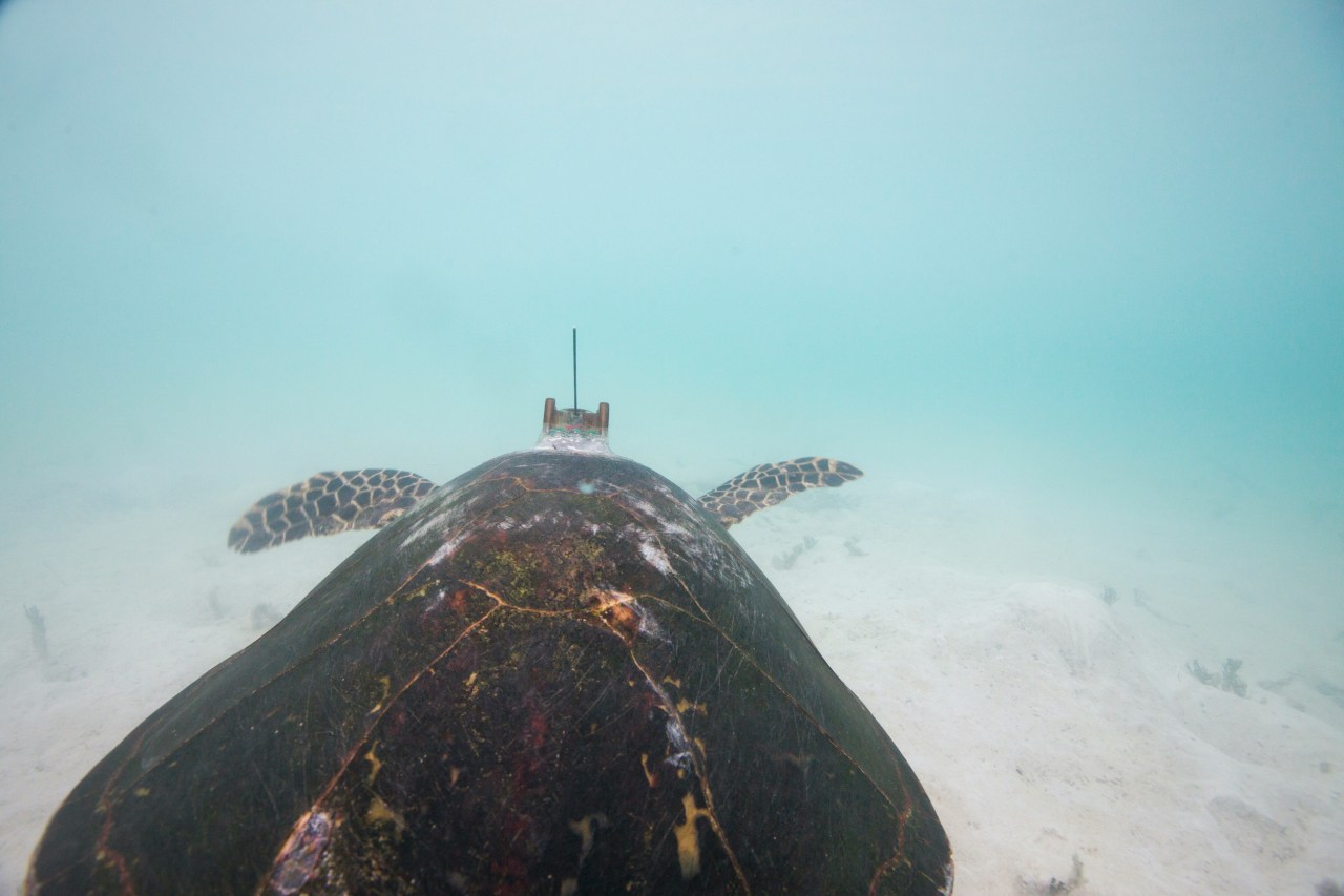 turtle swimming underwater with tag on its back