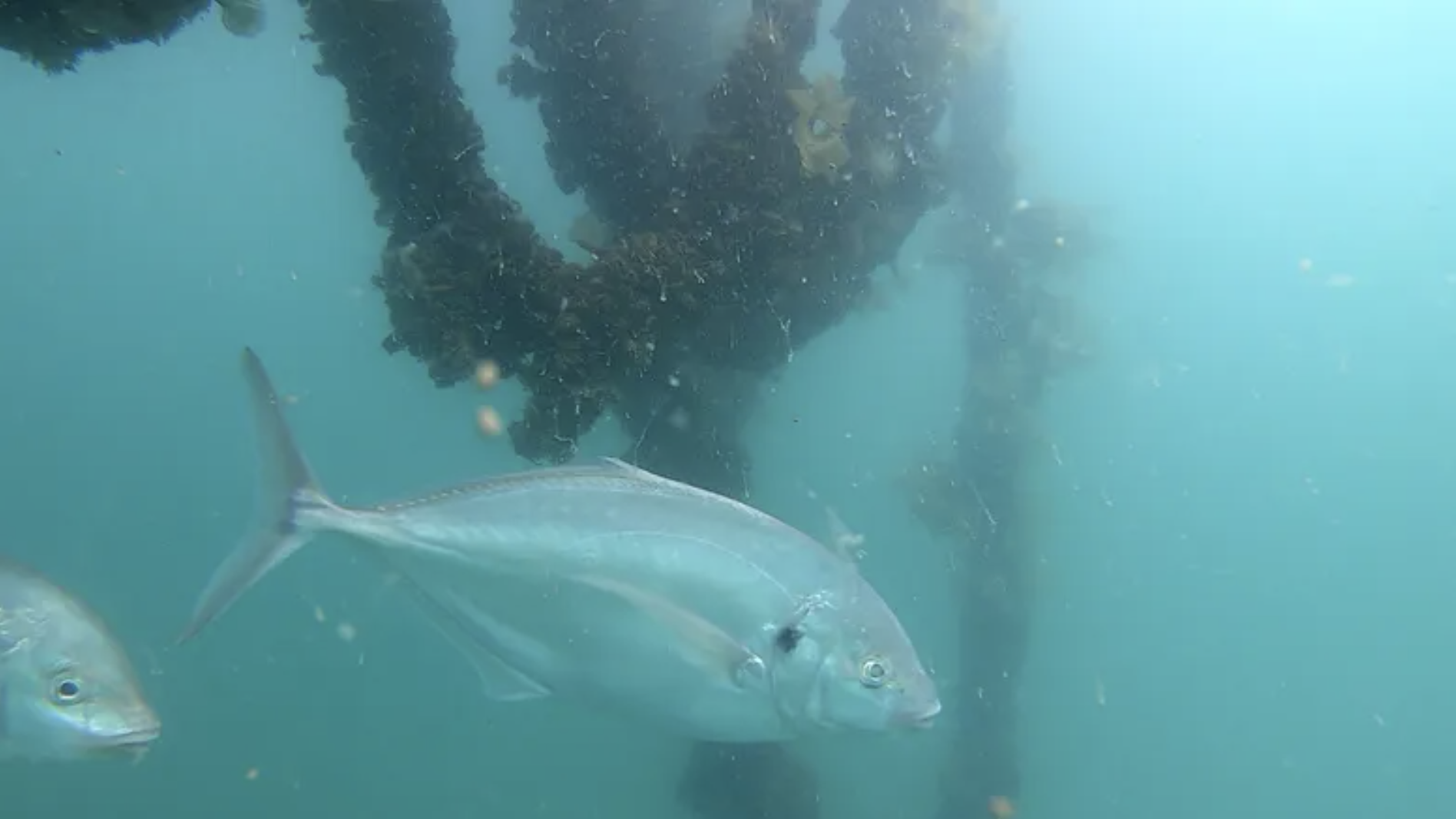 Can Kelp Help Mussel Farms Thrive?