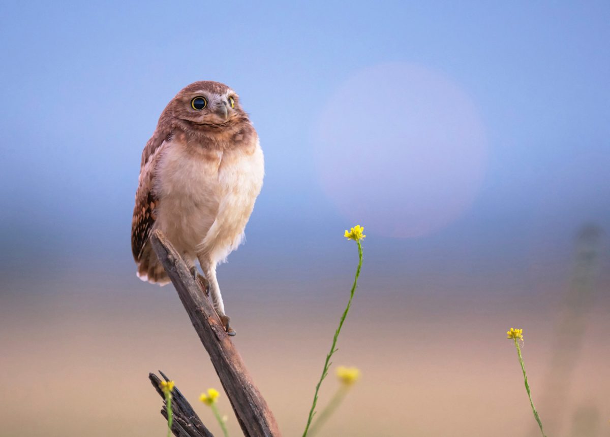 owl standing on a branch