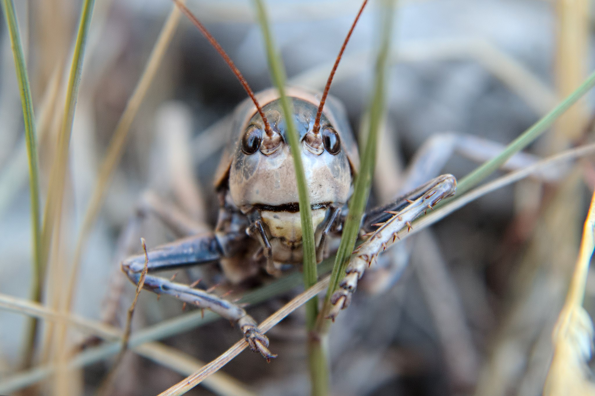 Cricket Insect Springing Crawling with Crickets: The Insect Swarm of the Western US