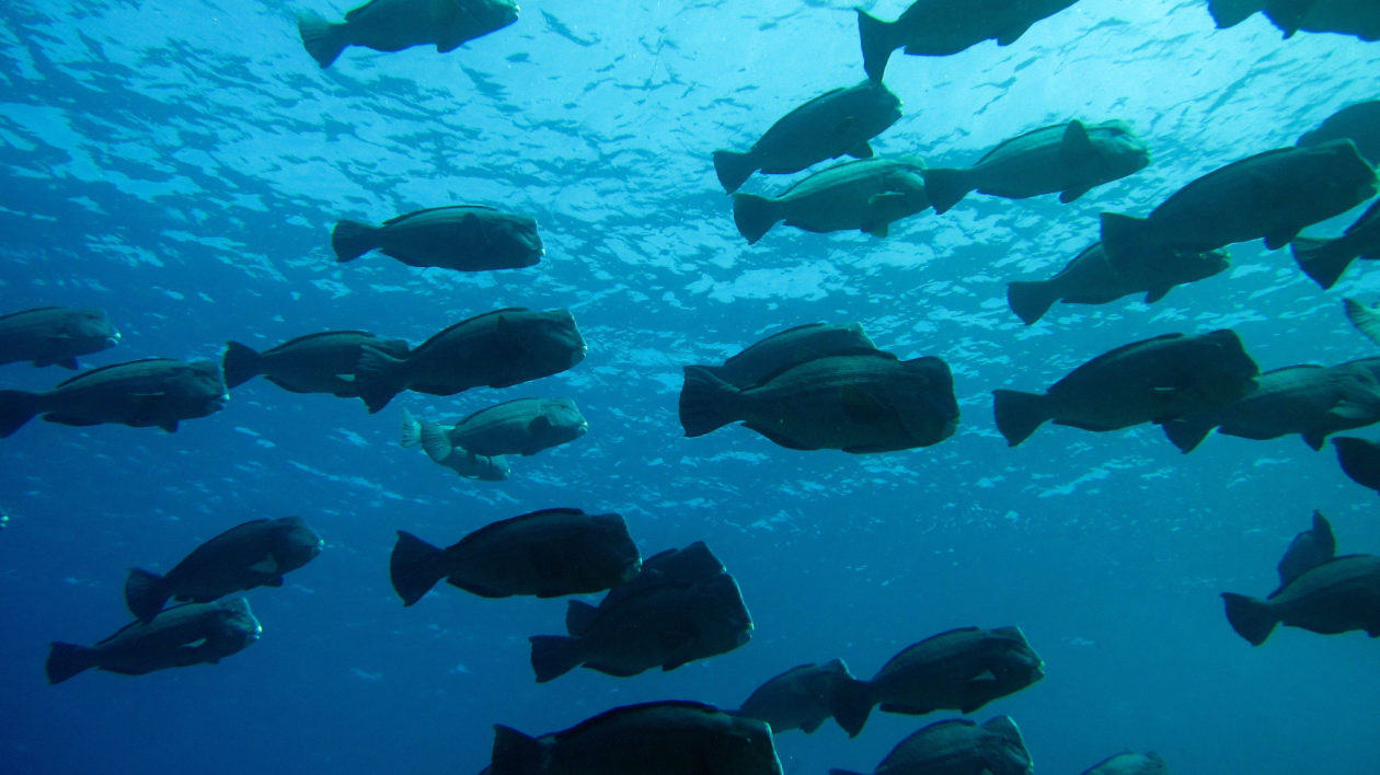 20+ large fish swimming against a blue background