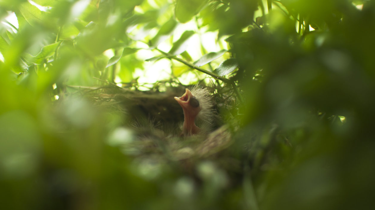 baby bird in a nest in a fern