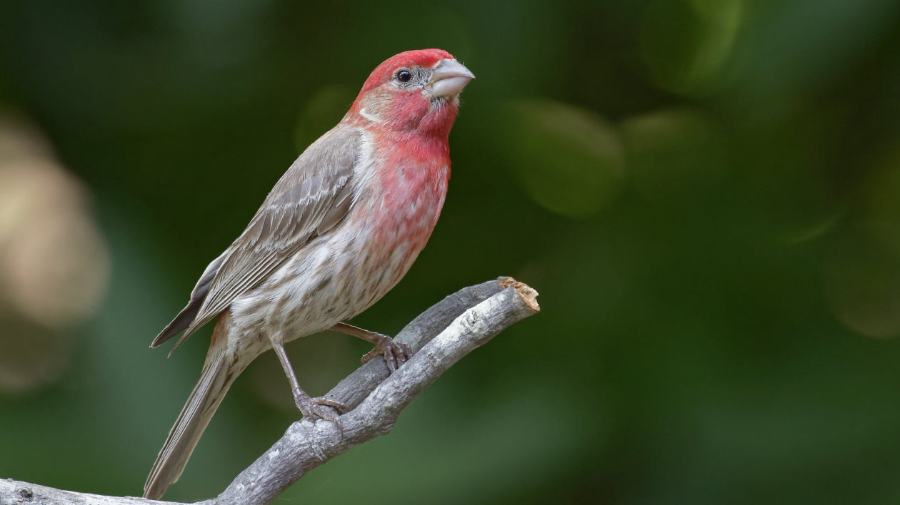 brown and crimson bird