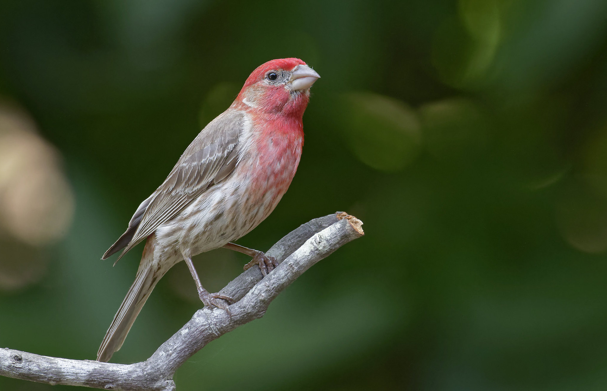 Why Do House Finches Love Your Hanging Plants?