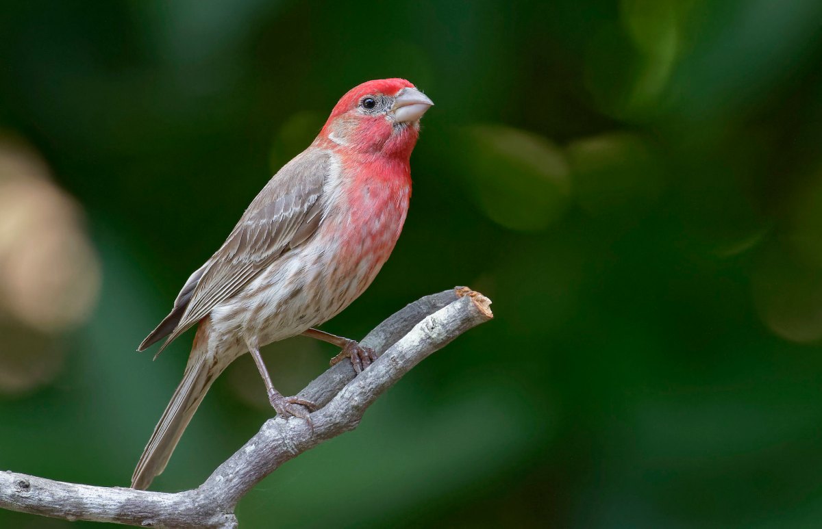 brown and crimson bird