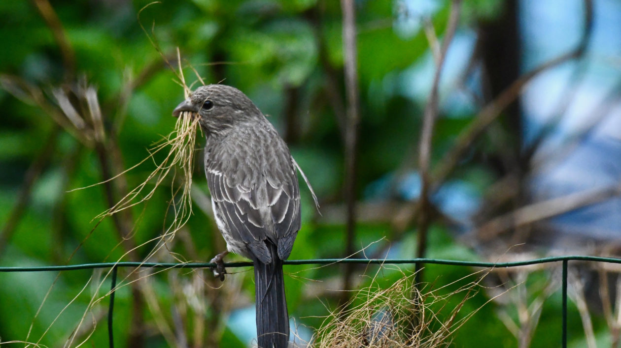 bird with plant material in it's beak