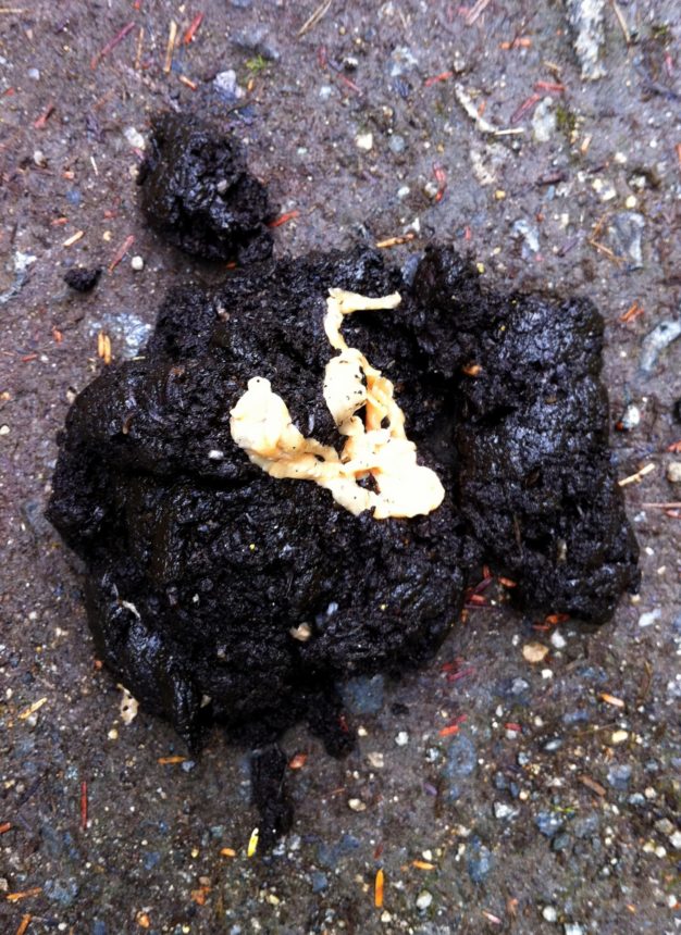 pile of scat with white tapeworm