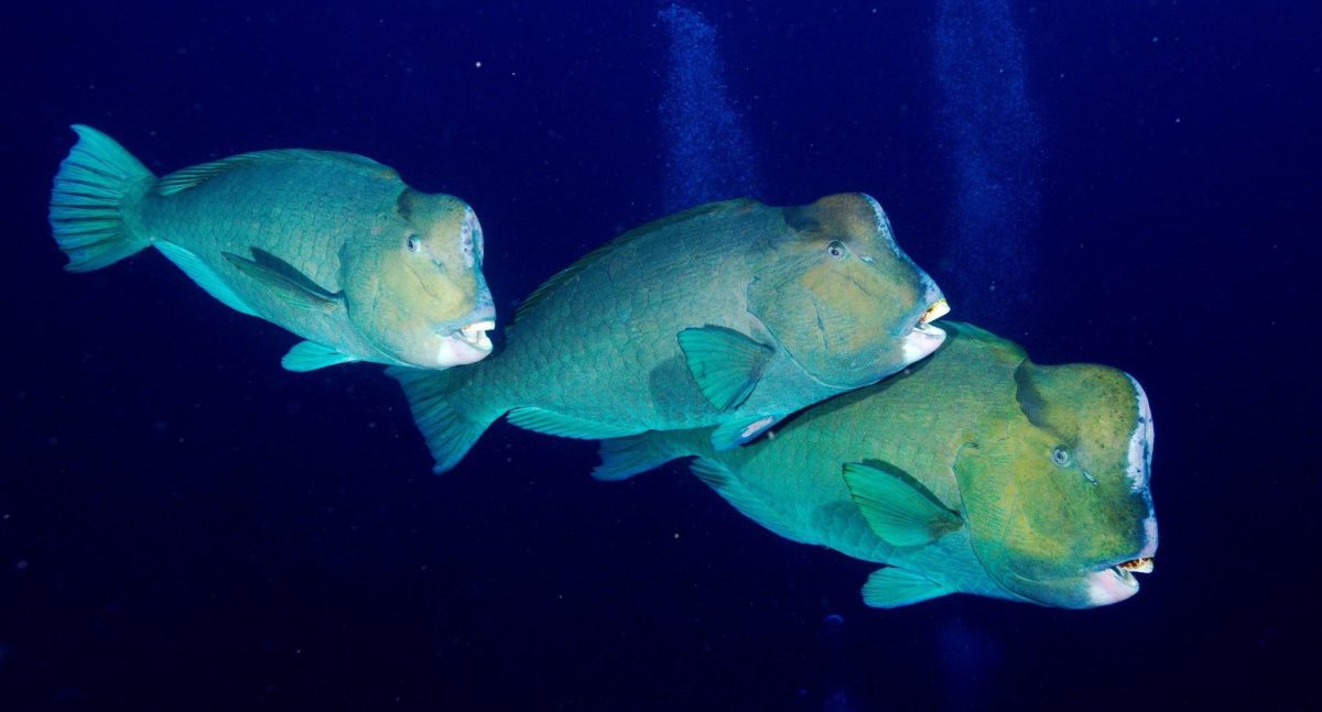 three large fish swimming