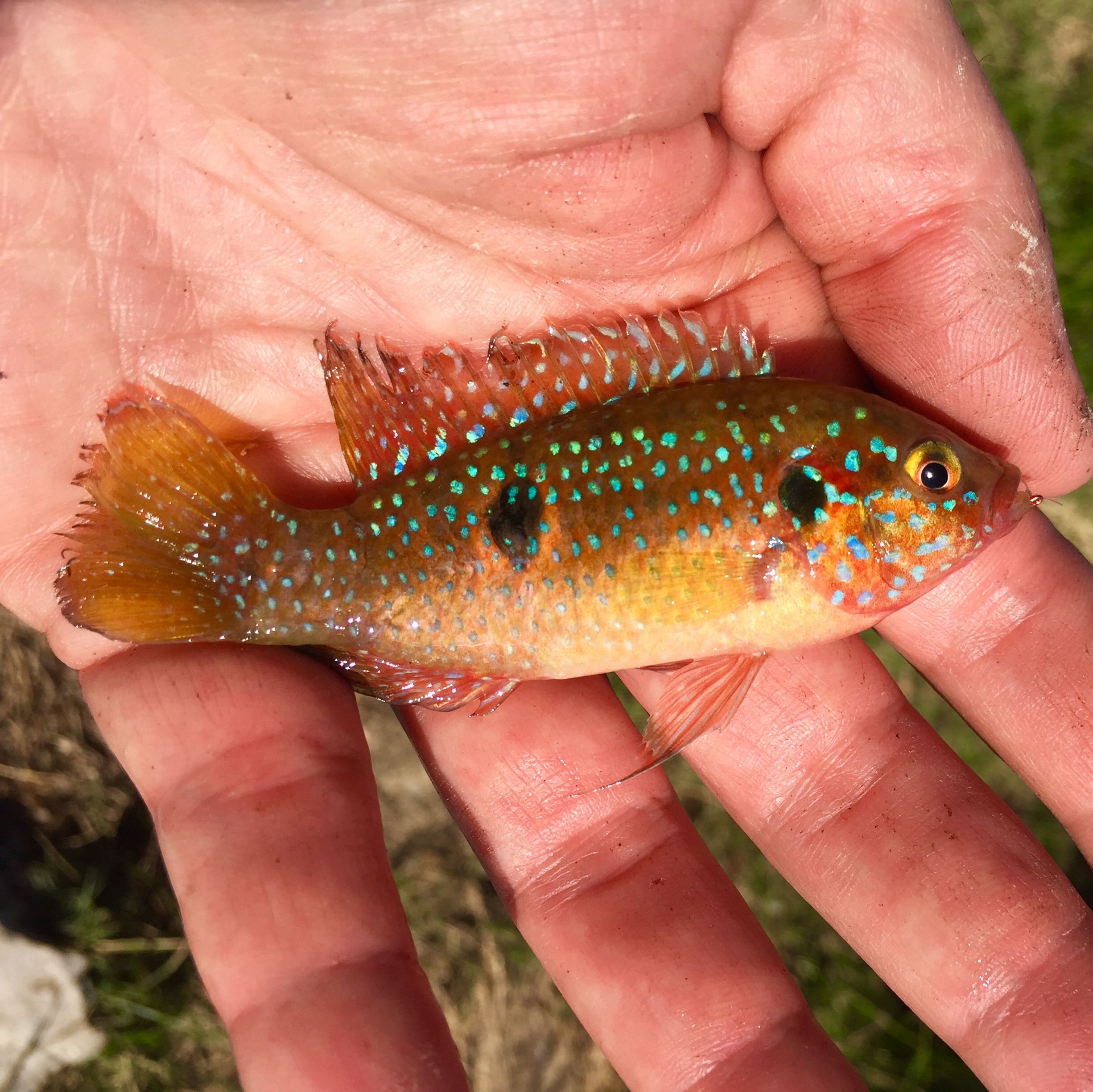 50 Fish, 50 States: Freaks in the Hot Springs - Cool Green Science