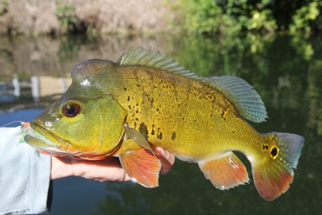 50 Fish, 50 States: Freaks in the Hot Springs - Cool Green Science