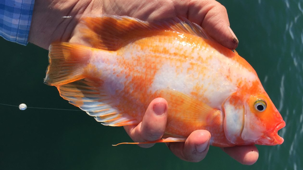 https://blog.nature.org/wp-content/uploads/2021/08/Red-devil-cichlid-1260x708.jpg