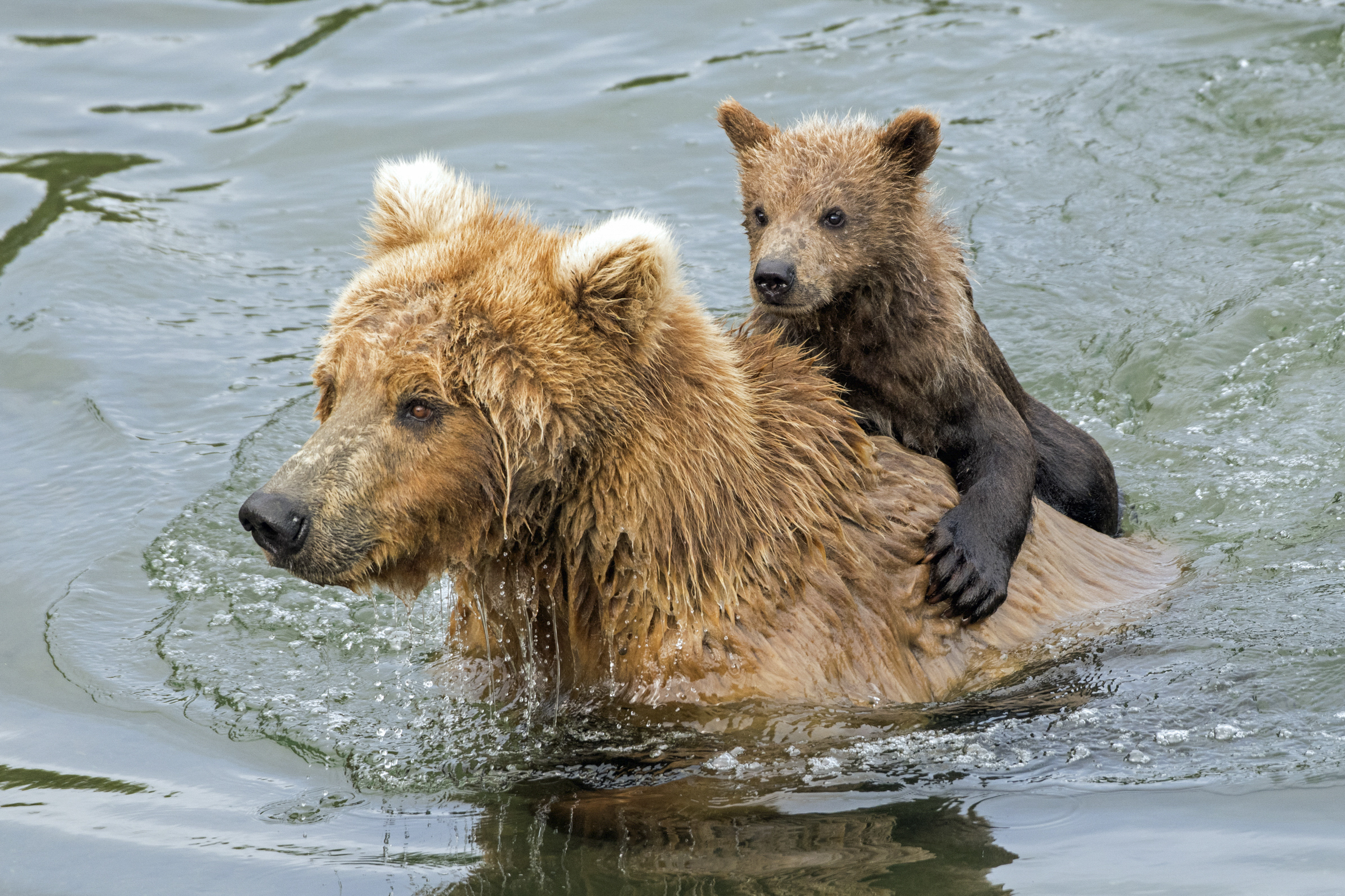 grizzly bears can swim