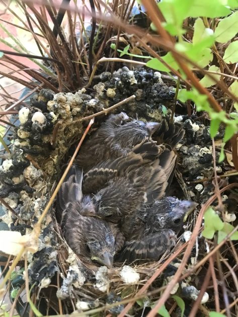 baby birds in a nest in a pot plant