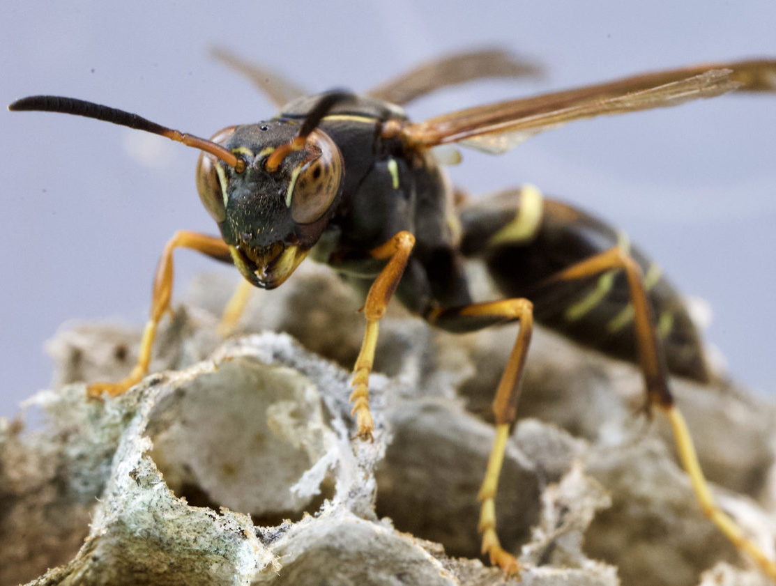 Northern paper wasp on a nest with open cells