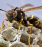 Northern paper wasp on a nest with open cells