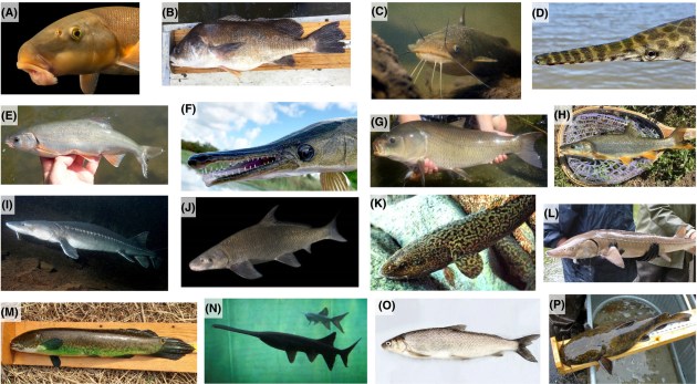 a gallery view of different fish species
