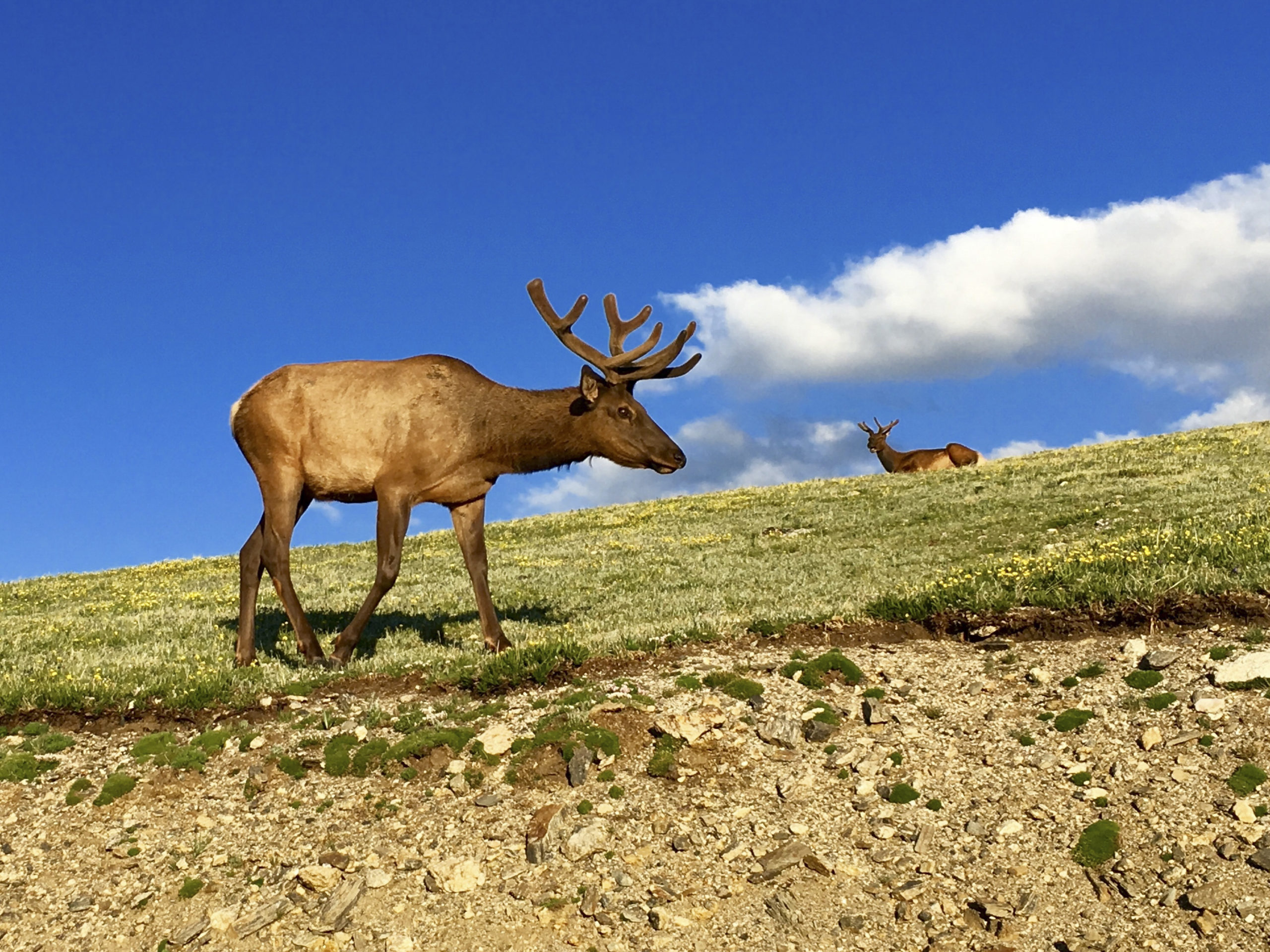 Backyard Wildlife Color of the Week: BLUE - The National Wildlife  Federation Blog