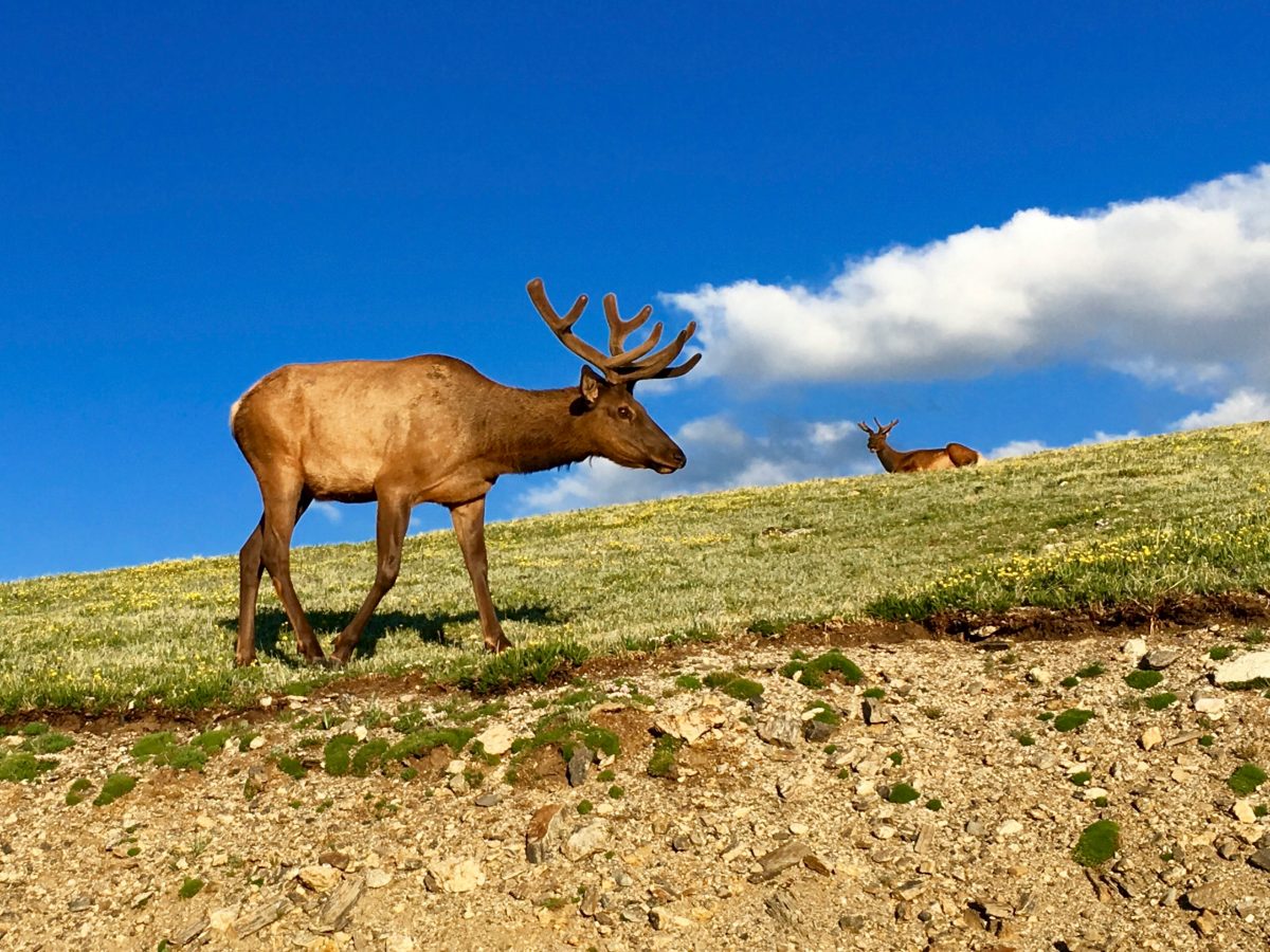 two elk against the sky