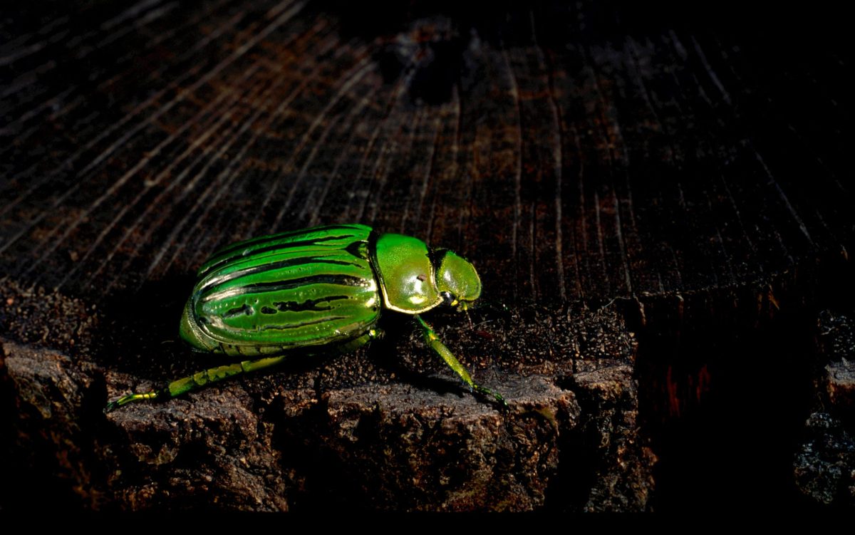 green beetle