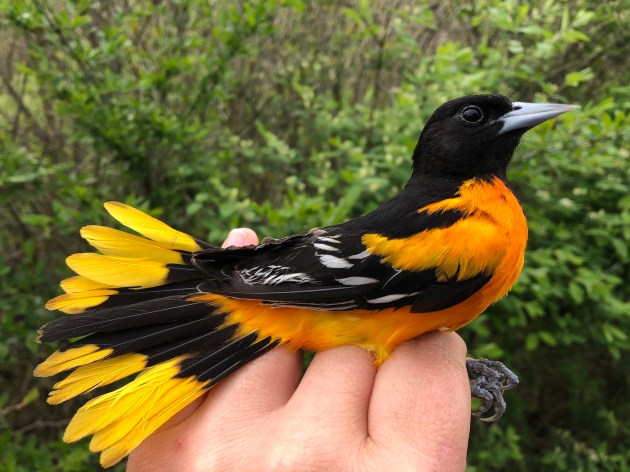 hand holding a black and orange bird