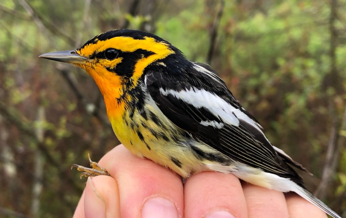 hand holding black, orange and yellow bird