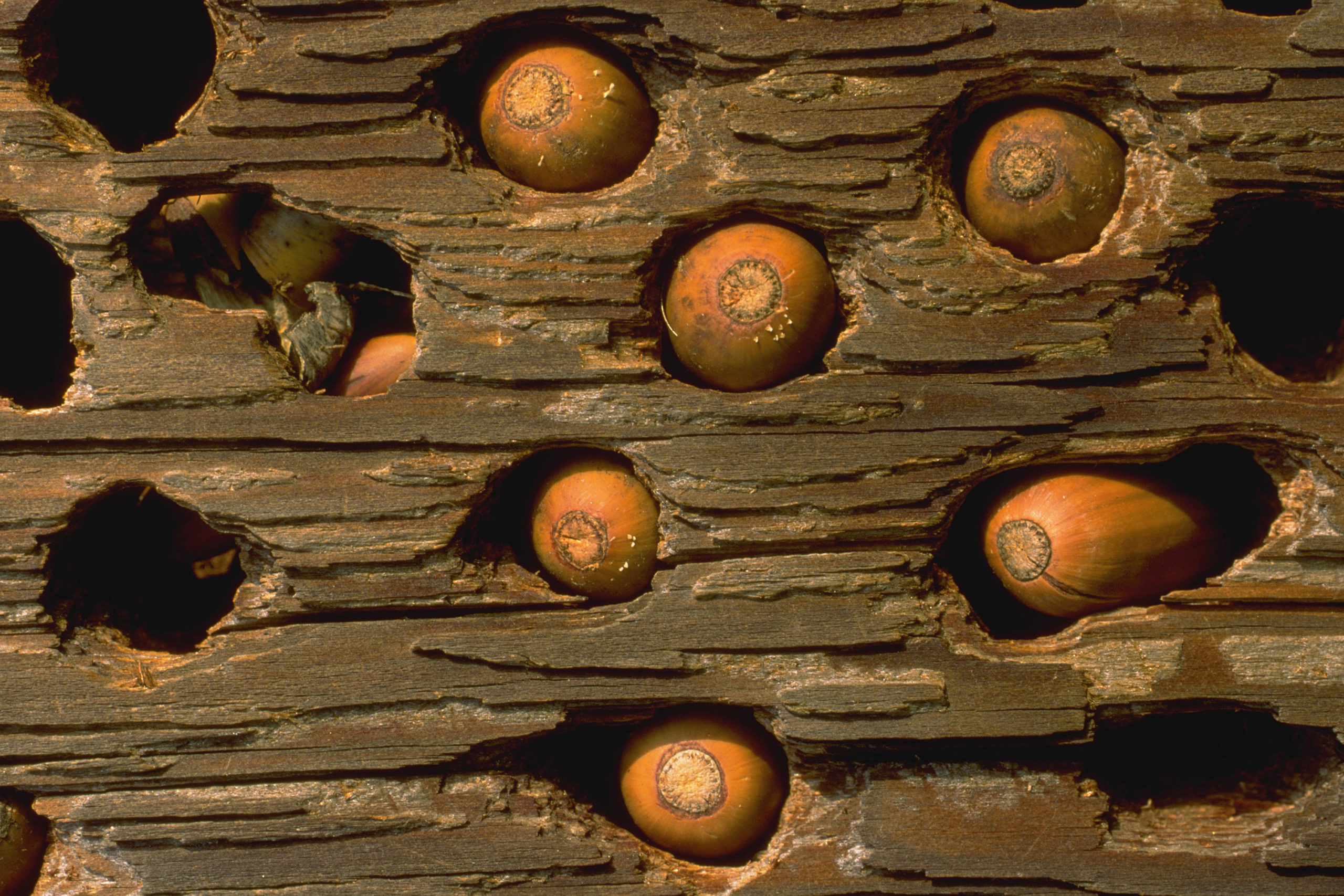 acorns in the holes in a tree trunk