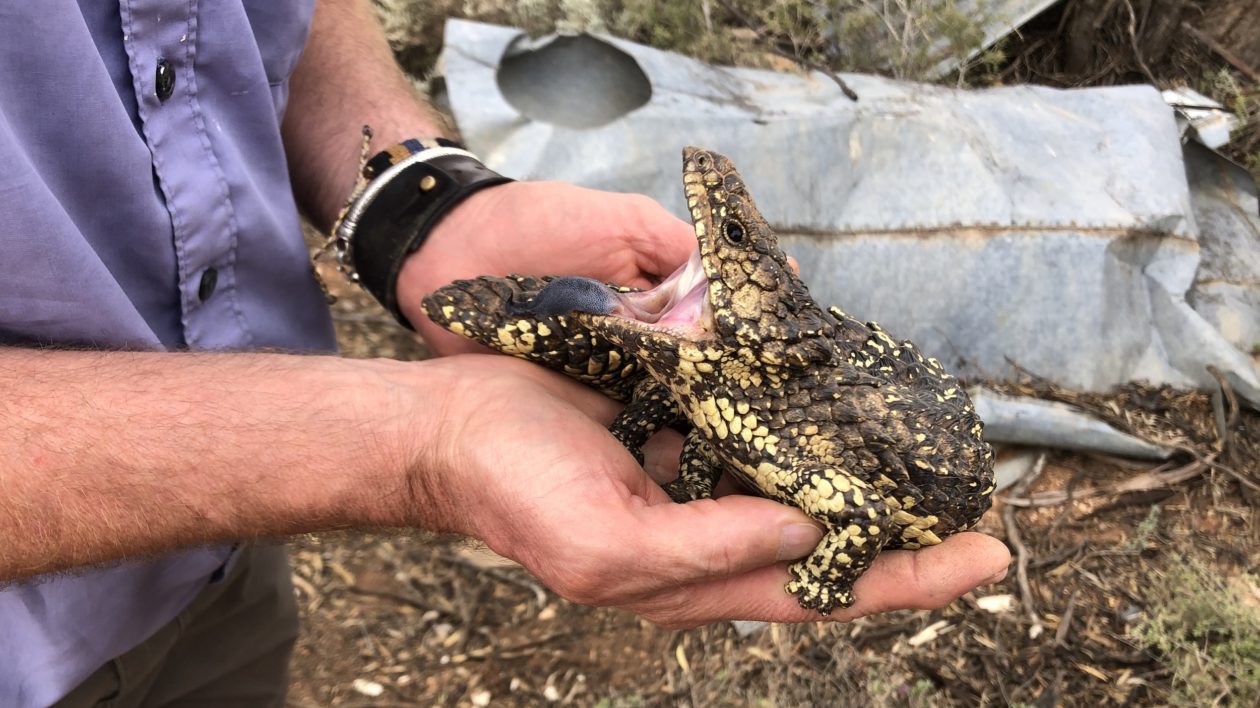 two hands holding a lizard with its mouth open