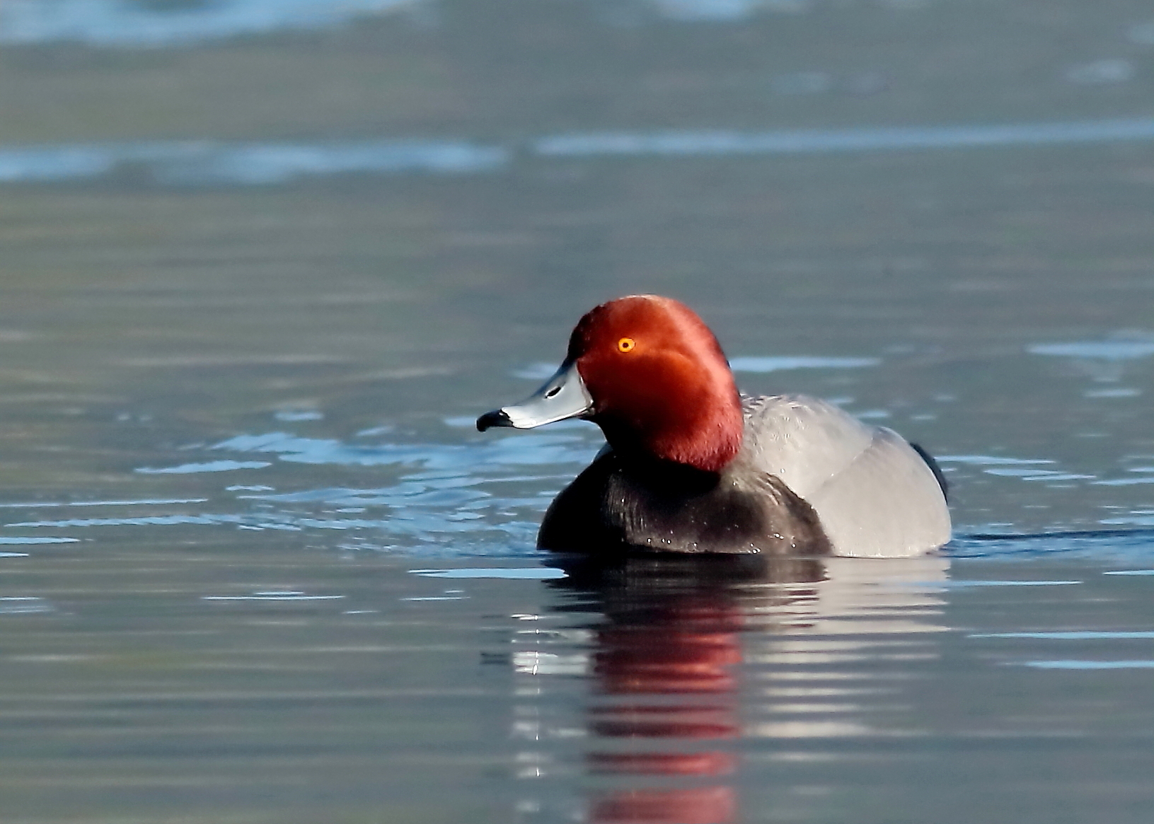 duck on water with red head and black breast