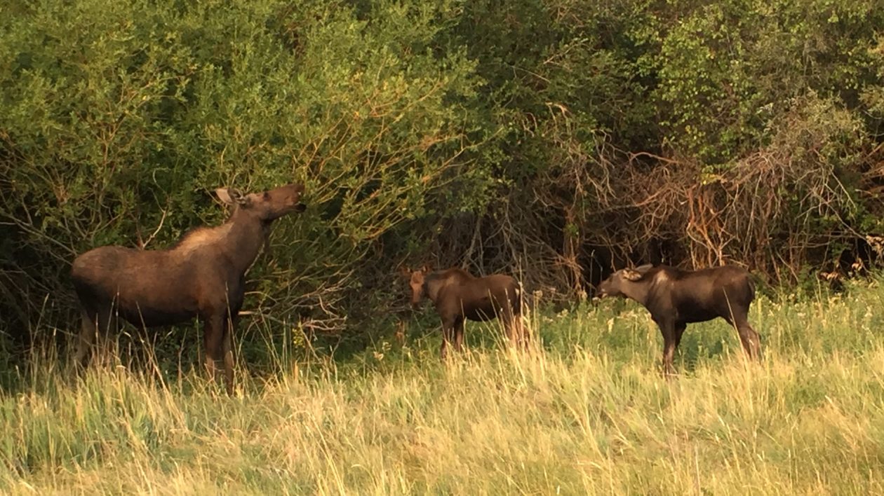 large moose with two small moose eating tree branches