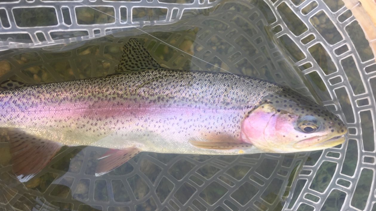 colorful fish in a net