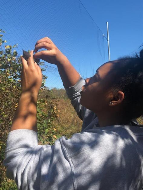 woman untangling bird from net