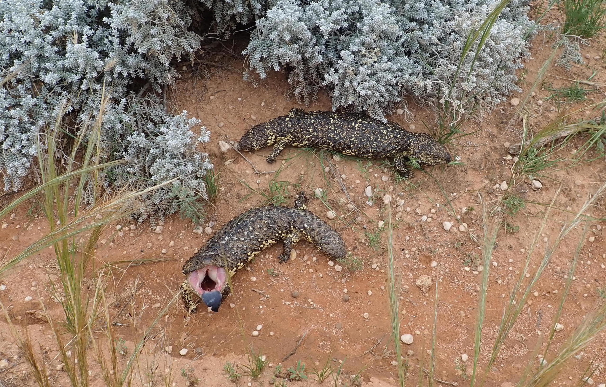 two lizards under a bush, one with mouth open