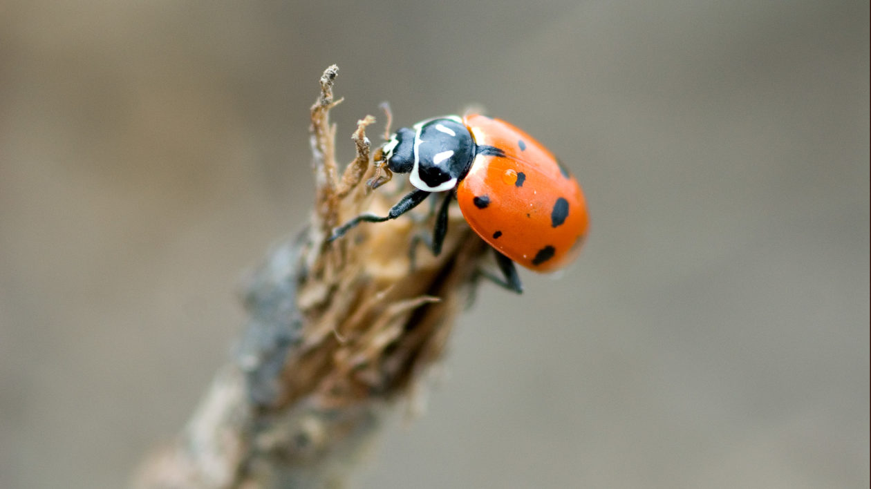 lady bug on a stuck