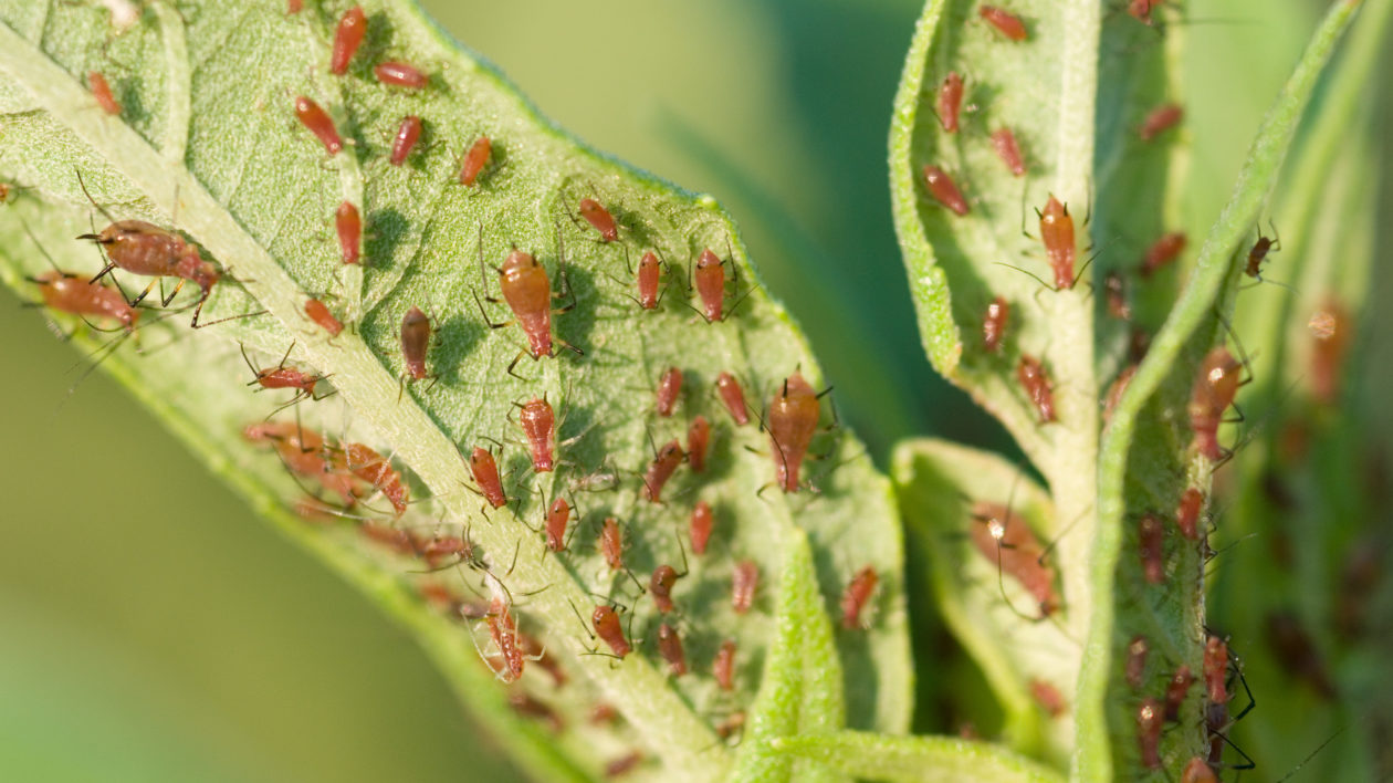 small red insects on a leaf