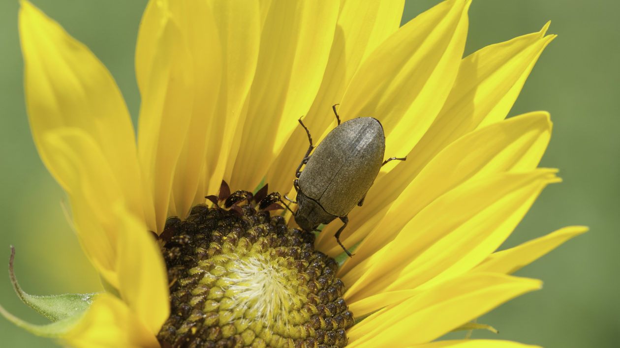 beetle on a sunflower