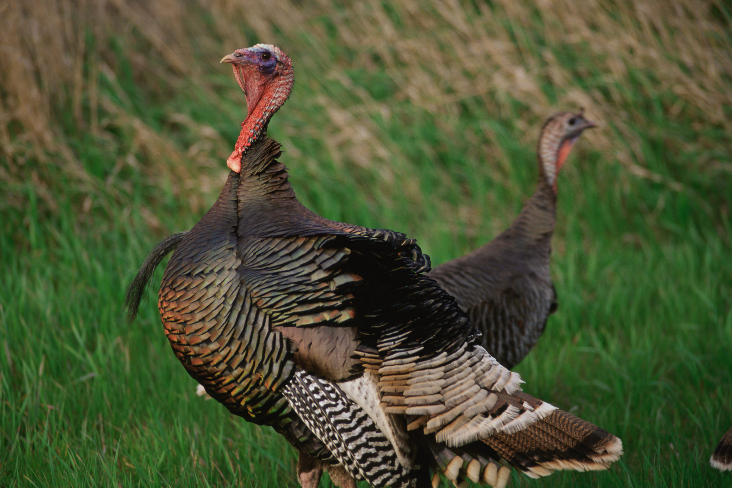 two large turkey sitting in grass