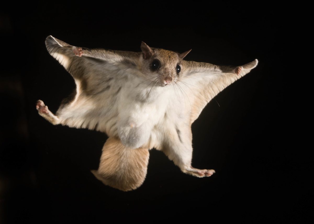 squirrel jumping with wing membrane outstretched