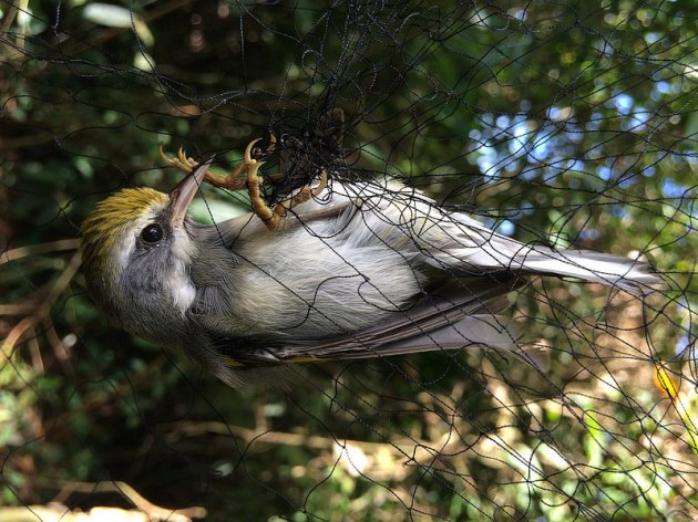 bird tangled in a net