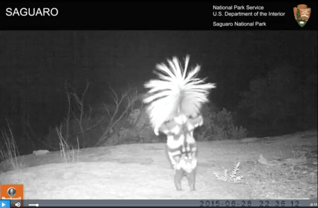 skunk standing on it's front legs