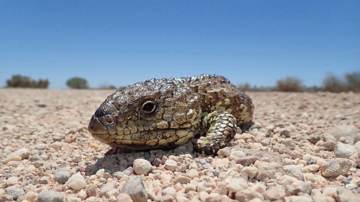 lizard on the ground on gravel